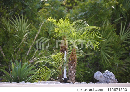 Young fresh coconut palm trees with bright green leaves groving in natural conditions outdoors 113871230