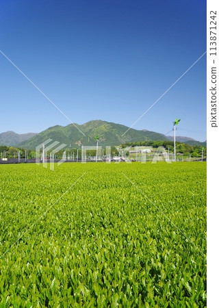 初夏的藍天映襯下清新的茶田【三重縣四日市水澤町伊勢茶】 113871242