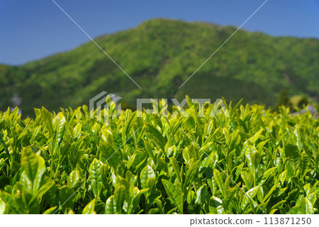 New tea fields shining under the blue sky of early summer (Ise tea, Mizusawa-cho, Yokkaichi City, Mie Prefecture) 113871250