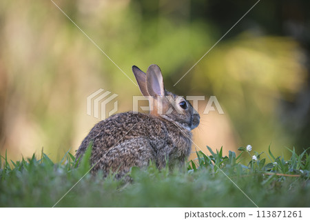 Grey small hare eating grass on summer field. Wild rabbit in nature 113871261