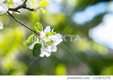 Fruit tree twigs with blooming white and pink petal flowers in spring garden. 113871270
