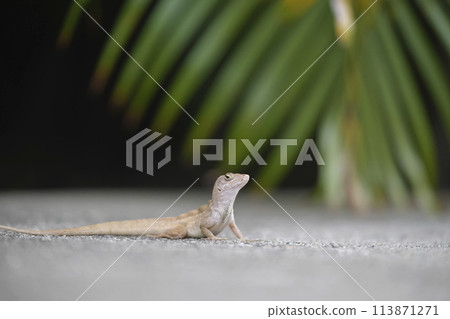 Macro closeup of blown alone lizard warming on summer sun. Anolis sagrei small reptile in native to Florida USA 113871271