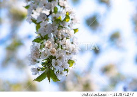 Fruit tree twigs with blooming white and pink petal flowers in spring garden. Fruit tree twigs with blooming white and pink petal flowers in spring garden. 113871277