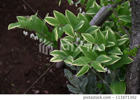 斑點Amadokoro（Amanoro） 113871302