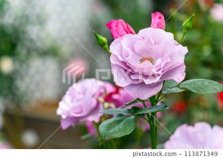 在美麗的自然光下閃耀的玫瑰花[Dioresanne]特寫攝影（Hana Asomi） 113871349