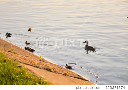 Wild duck family of mother bird and her chicks swimming on lake water at bright sunset. Birdwatching concept Wild duck family of mother bird and her chicks swimming on lake water at bright sunset. Birdwatching concept 113871374
