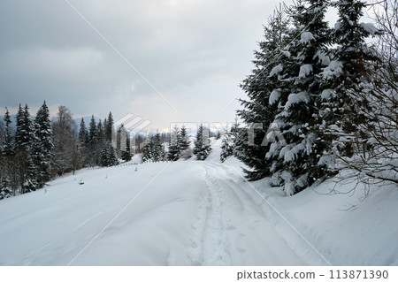 Moody landscape with footpath tracks and pine trees covered with fresh fallen snow in winter mountain forest on cold gloomy evening. 113871390