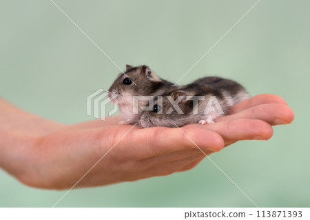 Closeup of two small funny miniature jungar hamsters sitting on a woman's hands. Fluffy and cute Dzhungar rats at home. 113871393