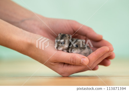 Closeup of two small funny miniature jungar hamsters sitting on a woman's hands. Fluffy and cute Dzhungar rats at home. Closeup of two small funny miniature jungar hamsters sitting on a woman's hands. Fluffy and cute Dzhungar rats at home. 113871394