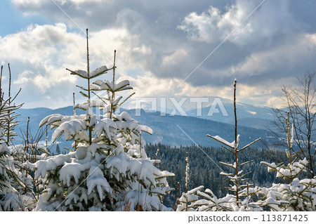 Closeup of pine tree branches covered with fresh fallen snow in winter mountain forest on cold bright day. Closeup of pine tree branches covered with fresh fallen snow in winter mountain forest on cold bright day. 113871425