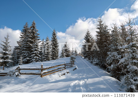 Bright winter landscape with pine trees covered with fresh fallen snow and narrow footpath in mountain forest on cold wintry day. 113871439