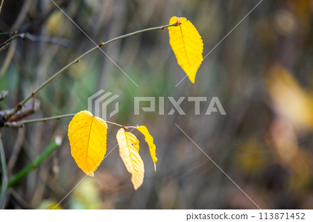 Left over yellow leaves on bare branches outdoors in autumn. 113871452