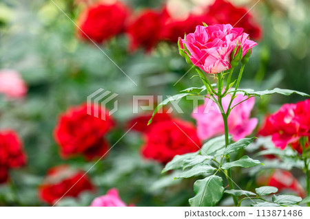 Pink and red rose flowers shining in beautiful natural light Close-up (Hanaasobi) 113871486