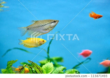 Colorful exotic fish swimming in deep blue water aquarium with green tropical plants 113871493