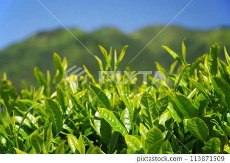 初夏的藍天映襯下清新的茶田【三重縣四日市水澤町伊勢茶】 初夏的藍天映襯下清新的茶田【三重縣四日市水澤町伊勢茶】 113871509