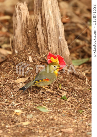 A cute and beautiful elephant butterfly... but a invasive alien species 113871558