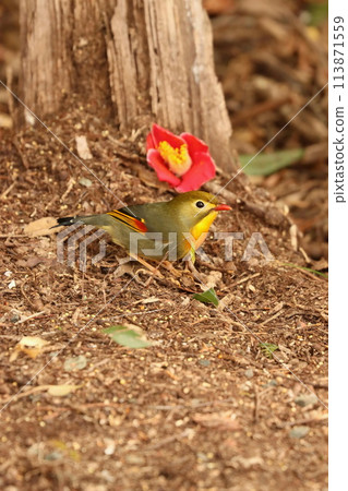 可愛又漂亮的象蝶……卻是外來入侵物種 113871559