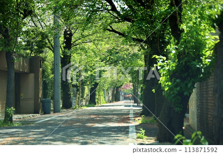 Deep green residential area of Seijo Gakuen 113871592