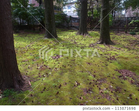 Momigiba水牛的果子 113871698