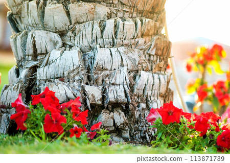 Close up of a big trunk of old palm tree growing on green grass lawn with red flowers around. Close up of a big trunk of old palm tree growing on green grass lawn with red flowers around. 113871789