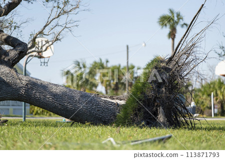 Uprooted tree after hurricane on Florida home front yard. Aftermath of natural disaster concept 113871793