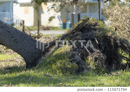 Hurricane damage to a tree on Florida house backyard. Fallen down big tree after tropical storm winds. Consequences of natural disaster 113871794