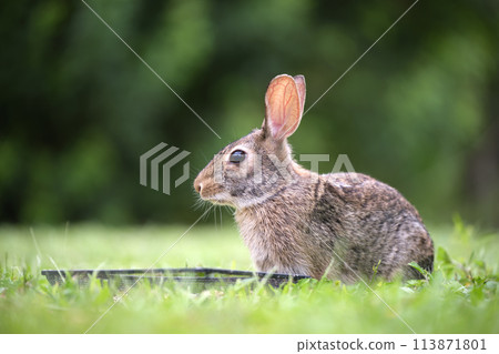 Grey small hare eating grass on summer field. Wild rabbit in nature 113871801