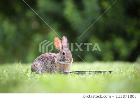 Grey small hare eating grass on summer field. Wild rabbit in nature Grey small hare eating grass on summer field. Wild rabbit in nature 113871803