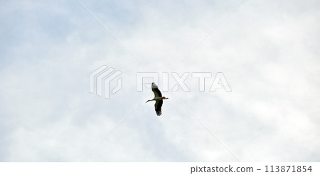 Stork bird with spread wings flying, soaring high in blue sky Stork bird with spread wings flying, soaring high in blue sky 113871854