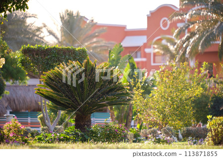 Closeup of green tropical plants in summer garden Closeup of green tropical plants in summer garden 113871855