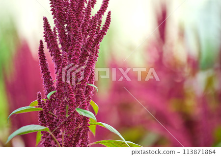 Indian red amaranth plant growing in summer garden. Leaf vegetable, cereal and ornamental plant, source of proteins and amino acids. Indian red amaranth plant growing in summer garden. Leaf vegetable, cereal and ornamental plant, source of proteins and amino acids. 113871864