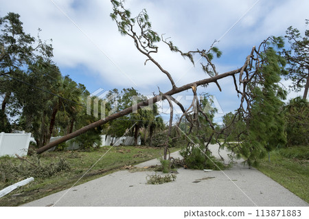 Fallen down big tree on power and communication lines after hurricane in Florida. Consequences of natural disaster Fallen down big tree on power and communication lines after hurricane in Florida. Consequences of natural disaster 113871883
