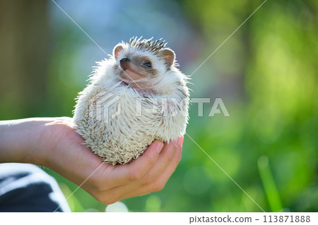 Human hands holding little african hedgehog pet outdoors on summer day. Keeping domestic animals and caring for pets concept. 113871888