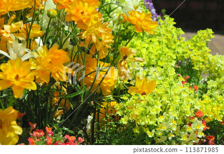 Colorful spring flower bed plantings 113871985