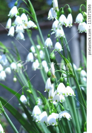 Snowflake white flowers 113871986