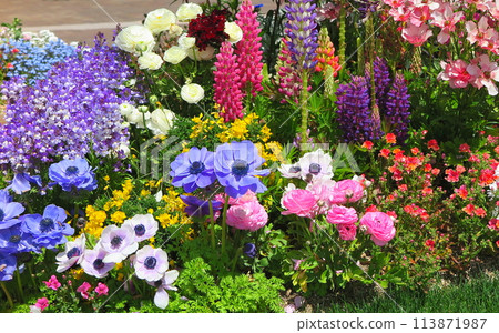 Colorful spring flower bed plantings 113871987