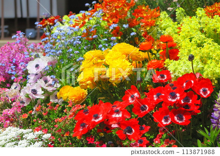 Colorful spring flower bed plantings 113871988