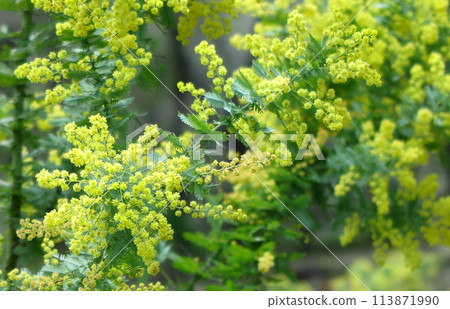 Yellow flowers of mimosa (wattle) 113871990