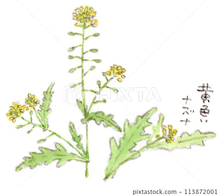 Spring plant, watercolor illustration of yellow shepherd's purse-like flower of Scutellaria baicalensis 113872001