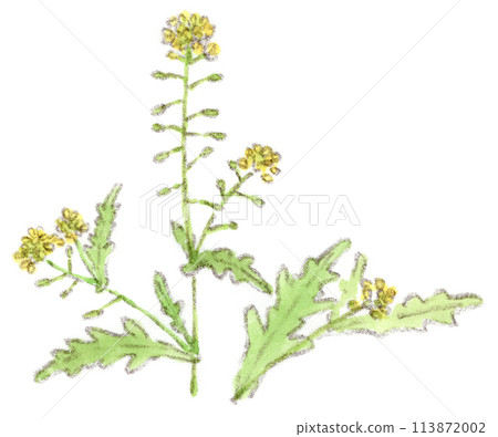 Spring plant, watercolor illustration of yellow shepherd's purse-like flower of Scutellaria baicalensis 113872002