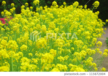 Hanana (Nanohana) 的黃色花壇 Hanana (Nanohana) 的黃色花壇 113872004