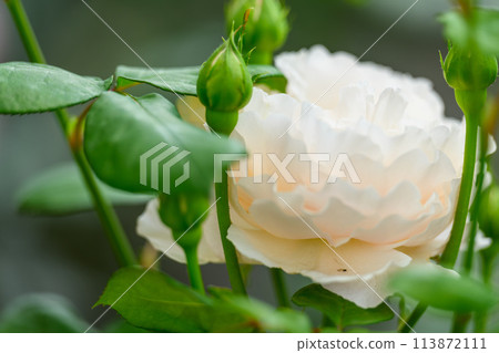 Rose flowers shining in the beautiful natural light [Anna Purna] Close-up photo (Hana Asobi) 113872111