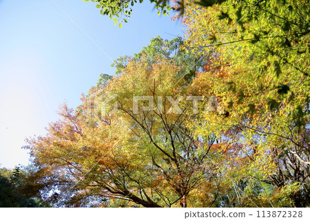 秋季公園彩色楓葉 113872328