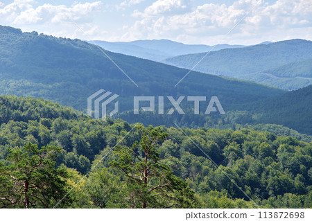 Summer mountains landscape. Panorama of thick wood of evergreen trees growing on mountain ridges 113872698