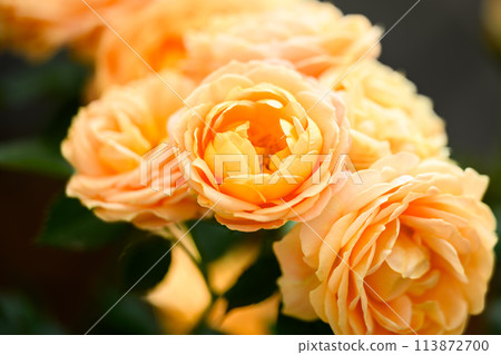 Rose flowers shining in beautiful natural light [La Dolce Vita] Close-up photography (Hanaasobi) 113872700