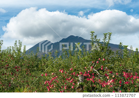 [Aomori Prefecture Hirosaki City apple] Iwakiyama Aizu Tsugaru autumn, apple garden is being harvested 113872707