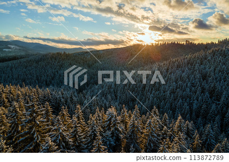 Aerial winter landscape with spruse trees of snow covered forest in cold mountains in the evening. Aerial winter landscape with spruse trees of snow covered forest in cold mountains in the evening. 113872789