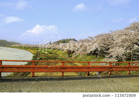 Cherry blossom banks of the Hinokinai River and Yokomachi Bridge Cherry blossom banks of the Hinokinai River and Yokomachi Bridge 113872809