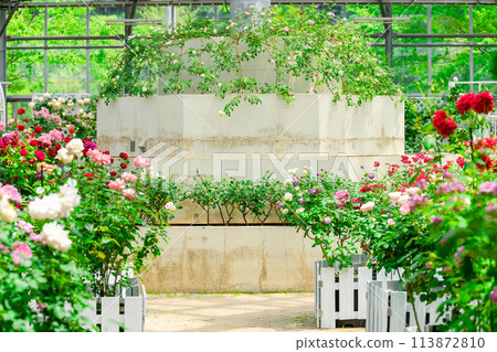 Colorful roses bathed in beautiful natural light (view from inside the greenhouse) (Hanaasobi) Colorful roses bathed in beautiful natural light (view from inside the greenhouse) (Hanaasobi) 113872810