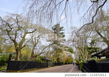 Weeping cherry blossoms at Kakunodate Samurai Residences Weeping cherry blossoms at Kakunodate Samurai Residences 113872811
